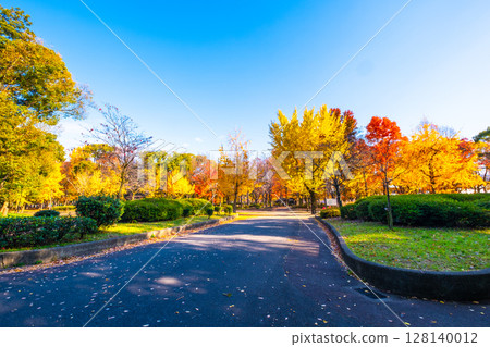大阪城公園裡明亮的秋葉 大阪城公園裡明亮的秋葉 128140012