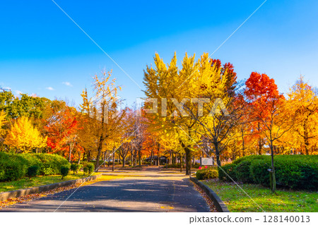 Bright autumn leaves in Osaka Castle Park Bright autumn leaves in Osaka Castle Park 128140013