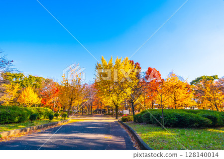 大阪城公園裡明亮的秋葉 大阪城公園裡明亮的秋葉 128140014