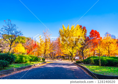 Bright autumn leaves in Osaka Castle Park Bright autumn leaves in Osaka Castle Park 128140020