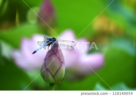 The white-tailed skimmer claims lotus fields as its territory The white-tailed skimmer claims lotus fields as its territory 128140054