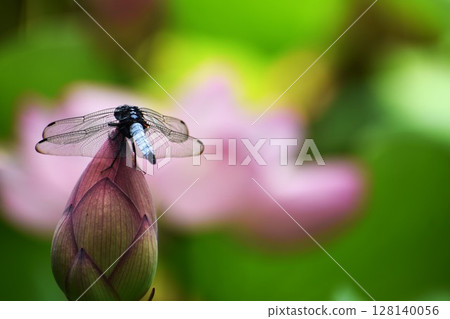 The white-tailed skimmer claims lotus fields as its territory 128140056