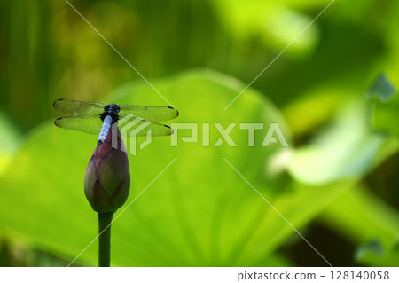 The white-tailed skimmer claims lotus fields as its territory The white-tailed skimmer claims lotus fields as its territory 128140058
