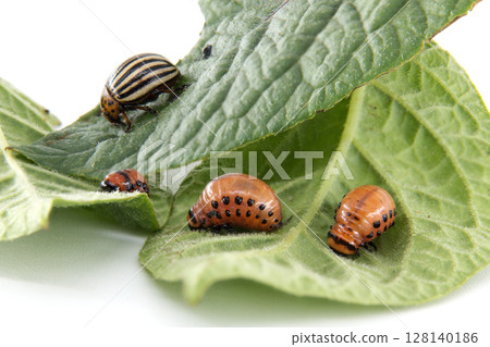 Colorado potato beetle and larvae eating potato leaves Colorado potato beetle and larvae eating potato leaves 128140186