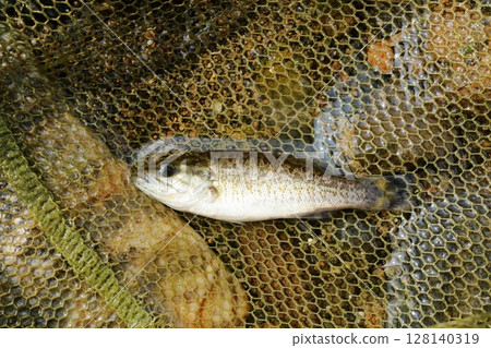 A juvenile smallmouth bass caught in a water net 128140319