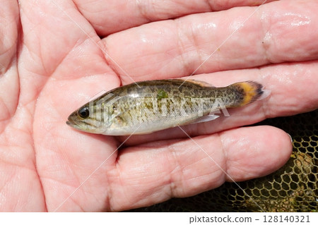 A juvenile smallmouth bass caught in a water net 128140321