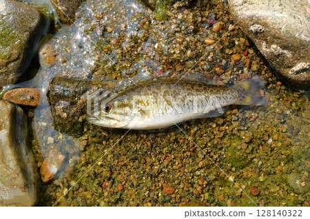 A juvenile smallmouth bass caught in a water net A juvenile smallmouth bass caught in a water net 128140322