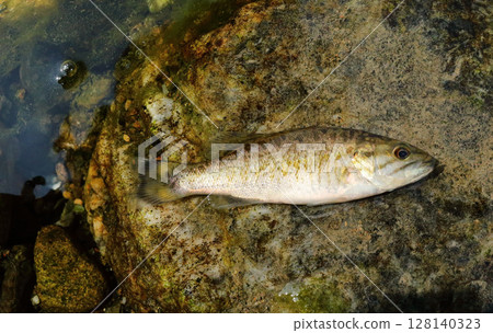 A juvenile smallmouth bass caught in a water net 128140323