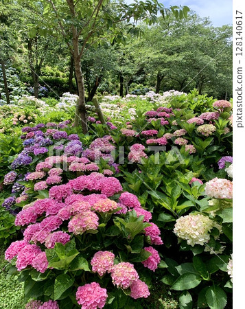 Colorful hydrangeas blooming in the shade of fresh greenery (Kasui Yuri no Sono, Fukuroi City, Shizuoka Prefecture) Colorful hydrangeas blooming in the shade of fresh greenery (Kasui Yuri no Sono, Fukuroi City, Shizuoka Prefecture) 128140617