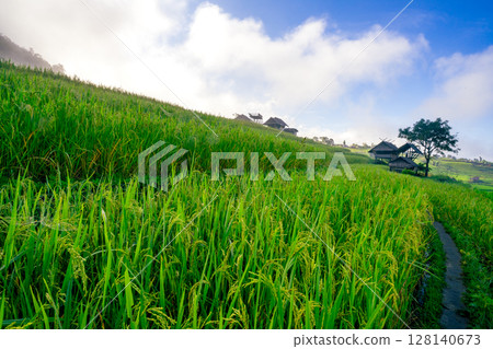 Lush green rice terrace field beneath blue sky with clouds. Traditional rural houses on hill. Eco travel destination. Scenic homestay retreat in harmony with land. Sustainable culture. Local homestay. 128140673