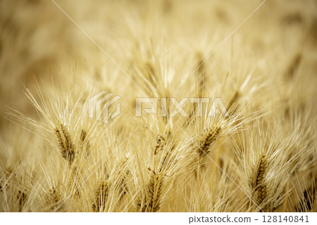 初夏麥收風光-4 128140841