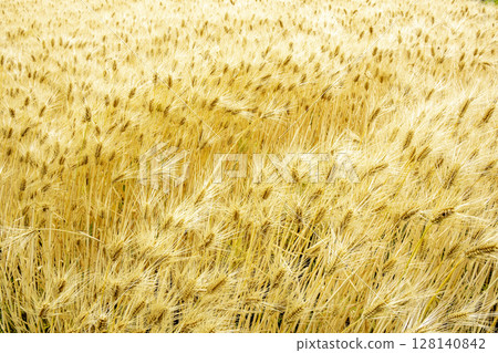 初夏麥收風光-5 128140842