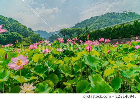 Lotus flowering in satoyama Lotus flowering in satoyama 128140943