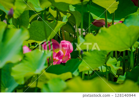 Landscape with lotus flowers Landscape with lotus flowers 128140944