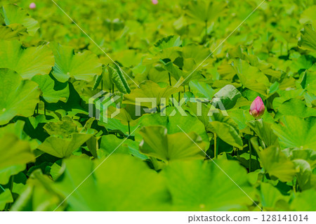 蓮花的芽 蓮花的芽 128141014