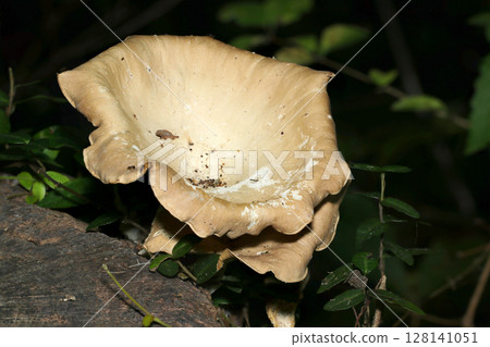 夏日烈日下，樹樁上生長著大型灰褐色黑溲疏蘑菇（自然環境中真菌的微距攝影） 128141051