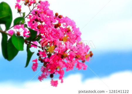 Refreshing blue sky and vibrant crape myrtle flowers 128141122