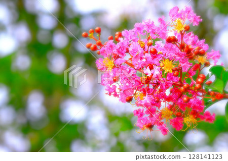 Bright pink crepe myrtle flowers 128141123
