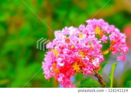 Blooming pink crepe myrtle flower Blooming pink crepe myrtle flower 128141124