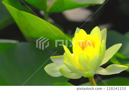 A beautiful lemon yellow water lily A beautiful lemon yellow water lily 128141133