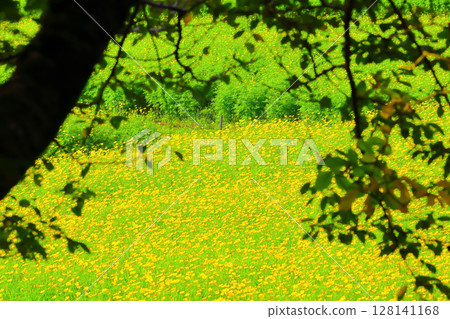 Lemon yellow cosmos flowers blooming all over the place 128141168