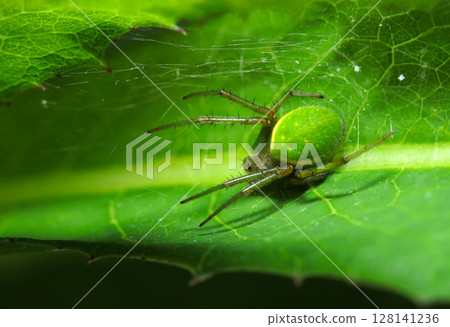 一隻美麗、充滿活力的綠色 Satsuma midamashi 蜘蛛(節肢動物 Chelicerata 亞門在其自然環境中的微距攝影) 一隻美麗、充滿活力的綠色 Satsuma midamashi 蜘蛛(節肢動物 Chelicerata 亞門在其自然環境中的微距攝影) 128141236