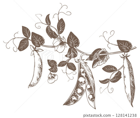 Branch with green pea pods, leaves, flowers and tendrils. Vector ripe bean pod, seeds visible. Imitation of engraving technique. Useful legume crop. Peas are hand-drawn with ink on a white background. Branch with green pea pods, leaves, flowers and tendrils. Vector ripe bean pod, seeds visible. Imitation of engraving technique. Useful legume crop. Peas are hand-drawn with ink on a white background. 128141238