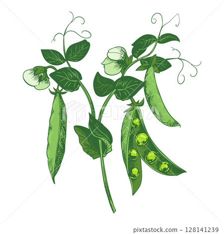 Branch with green pea pods, leaves, flowers and tendrils. Vector bean pod, seeds visible. Imitation of color engraving technique. Useful legume crop. Peas are hand-drawn with ink. 128141239