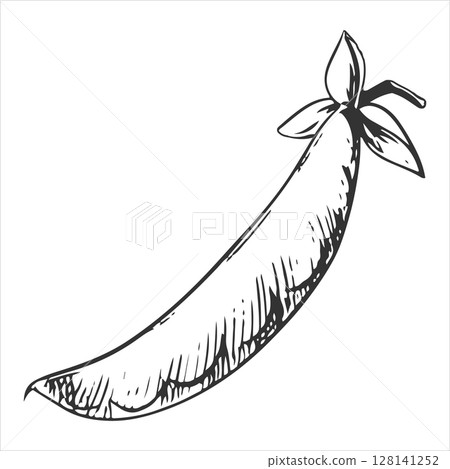 Vector sketch of green peas. Closed bean pod in engraving technique. Useful vegetable crop. Peas hand-drawn in black ink. Vector sketch of green peas. Closed bean pod in engraving technique. Useful vegetable crop. Peas hand-drawn in black ink. 128141252