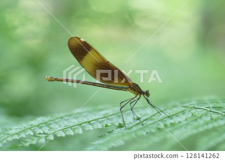 宮山川戶(女) 宮山川戶(女) 128141262