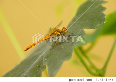 一隻紅脈蝴蝶停在葫蘆葉上 128141263