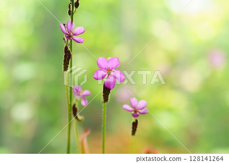 非洲茅膏花椰菜 128141264