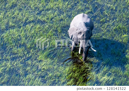 Aerial View of an African Elephant 128141522
