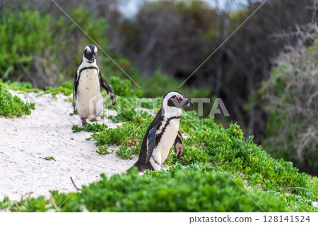 Penguins at Boulder Beach 128141524