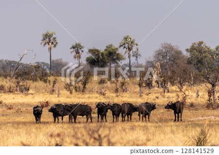Wildebeest in the Okavango Delta Wildebeest in the Okavango Delta 128141529