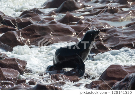 One seal emerging from the water One seal emerging from the water 128141530