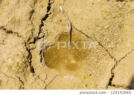 Cracked ground with animal footprints Cracked ground with animal footprints 128141669