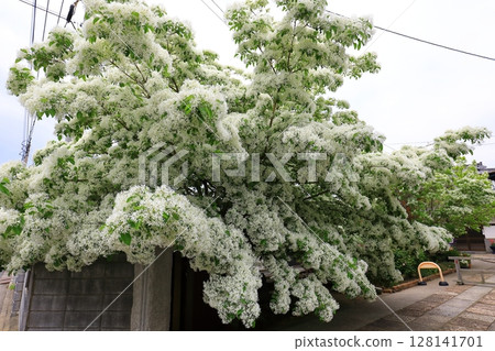 Wisteria flowers shining in the blue sky Wisteria flowers shining in the blue sky 128141701
