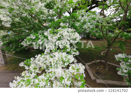 Wisteria flowers shining in the blue sky Wisteria flowers shining in the blue sky 128141702