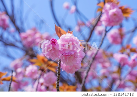 Pink double cherry blossoms in full bloom shining in the sunlight Pink double cherry blossoms in full bloom shining in the sunlight 128141718