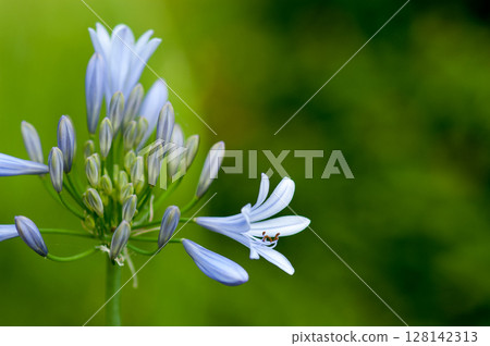 Agapanthus Agapanthus 128142313