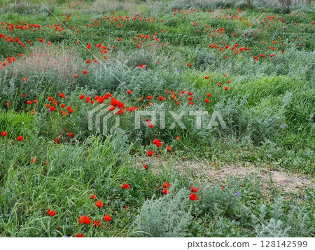 Beautiful Flowers In The Field 128142599