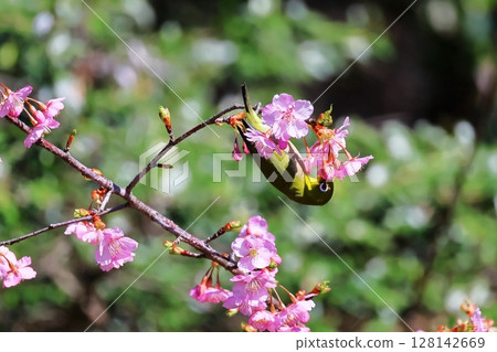 Kawazu cherry tree and mezzo 128142669