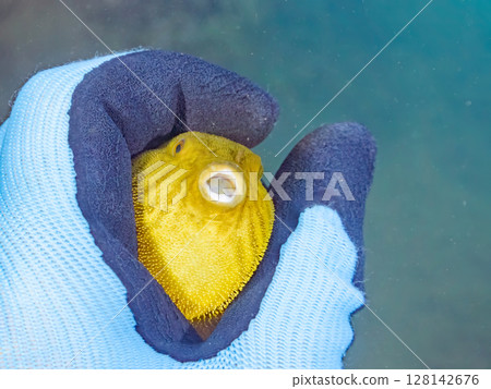 A cute juvenile Southern Pufferfish (Tetraodontiformes) inflating. Hirizohama Nakagi Minamiizu Town Izu Peninsula Shizuoka Prefecture 2024 128142676