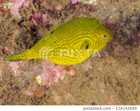 一隻可愛的幼年南方河豚（四齒魨目）正在膨脹。 2024年，靜岡縣伊豆半島南伊豆町，Hirizohama Nakagi 128142689