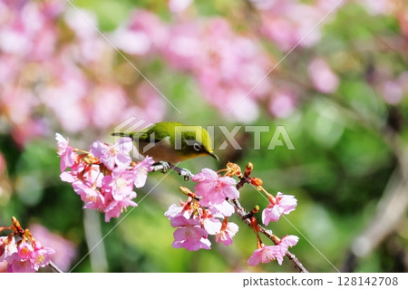 河津櫻花和mezzo 128142708