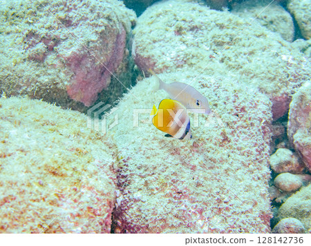 可愛的藍色蝴蝶魚、幼年黃鰭鮪魚等。 2024年靜岡縣伊豆半島南伊豆町Hirizohama Nakagi 128142736