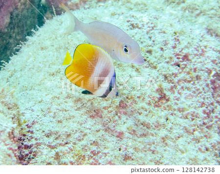 可愛的藍色蝴蝶魚、幼年黃鰭鮪魚等。 2024年靜岡縣伊豆半島南伊豆町Hirizohama Nakagi 128142738