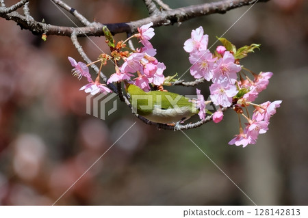 Kawazu cherry tree and mezzo Kawazu cherry tree and mezzo 128142813