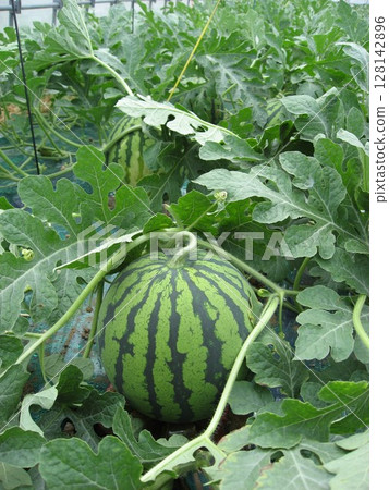 Watermelon (from Aomori Prefecture) Watermelon (from Aomori Prefecture) 128142896